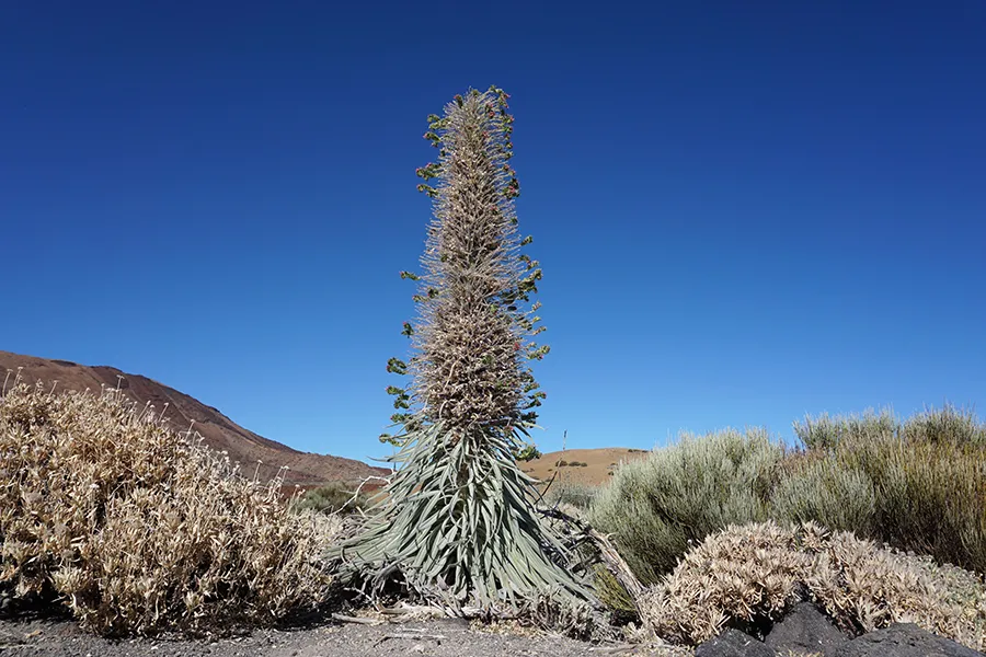 Mount_Teide_Flora_001_s.jpg