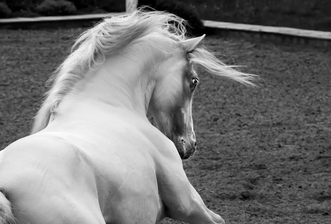 20130919_Lusitanos_0322.jpg