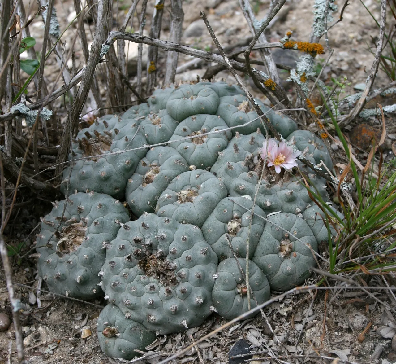 Lophophora williamsii.jpg