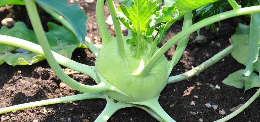 Kohlrabi-e1447351755999.jpg