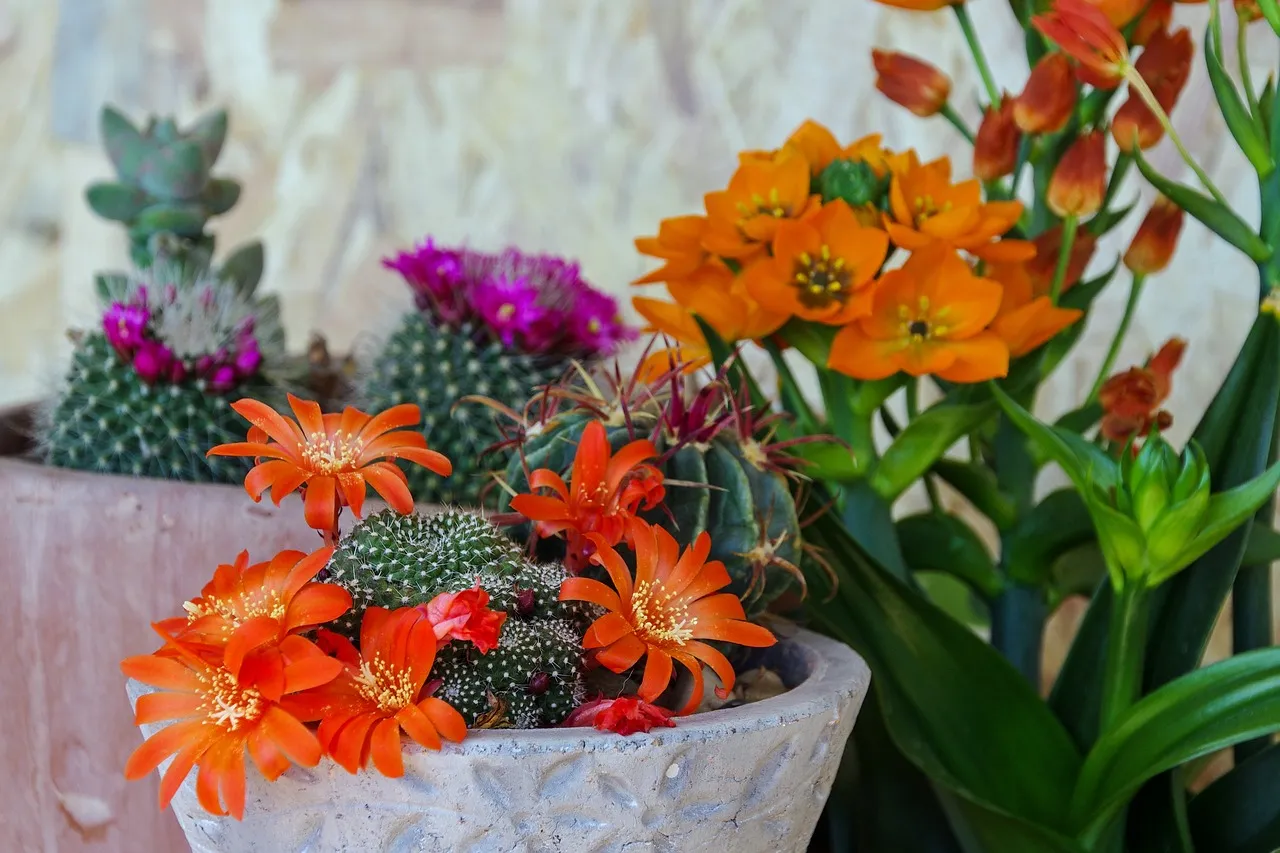 fat-plants-1704091_1280.jpg