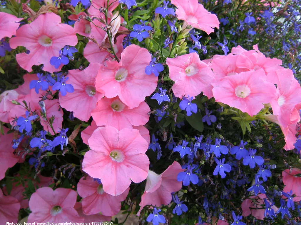 PinkPetunias-001-120218.jpg