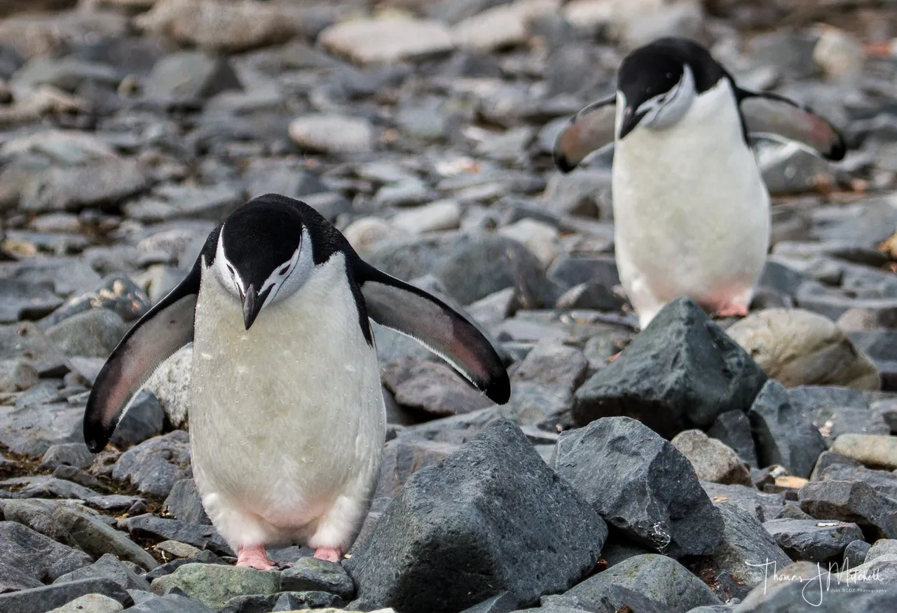 chinstrap penguin-1-3.jpg