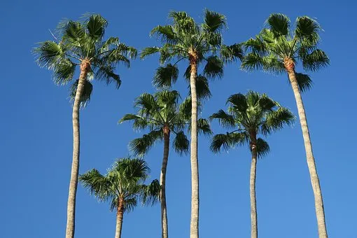 palm-trees-3404225__340.jpg