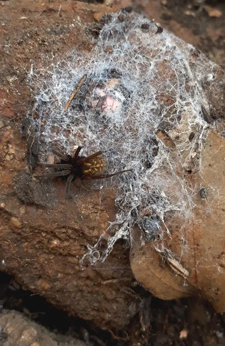 hackled mesh weaver.jpg