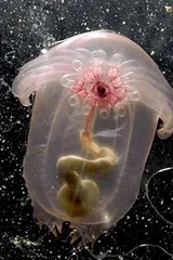 oceancreatures_041415_m.jpg