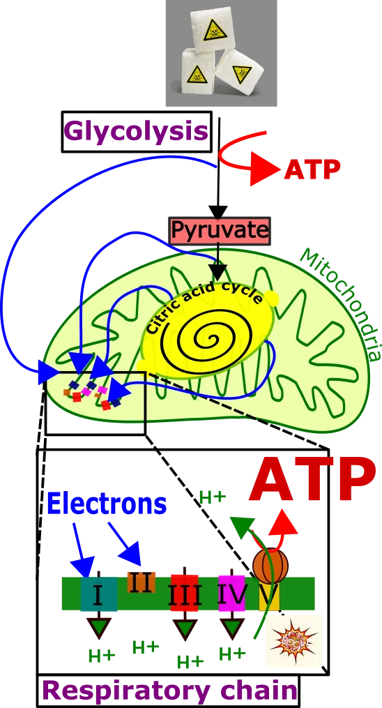 Biochemie I english.png