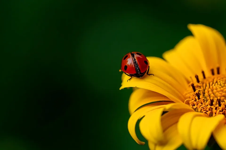 ladybug-3475779_960_720.jpg
