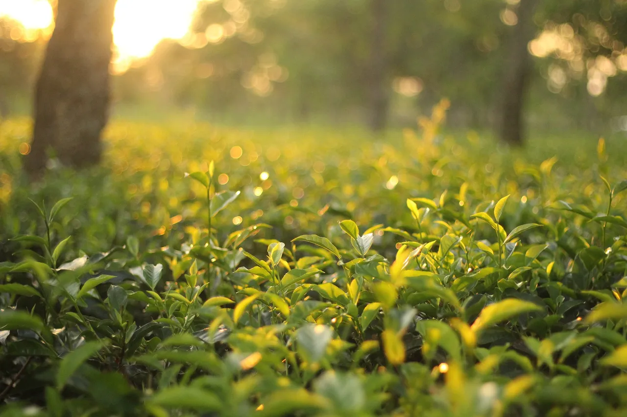 tea-garden-2692217_1920.jpg