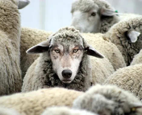 Wolf in sheeps clothing.png