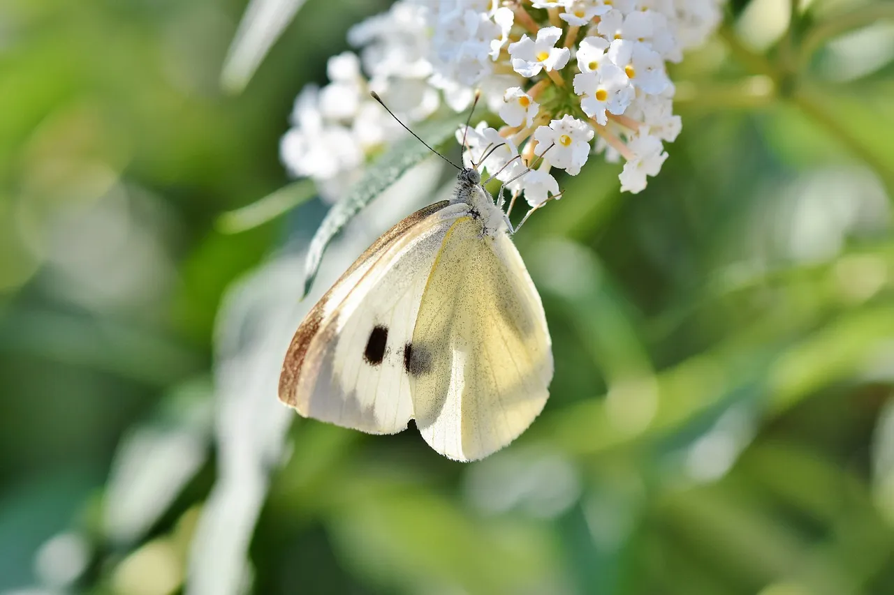 white-ling-3598577_1280.jpg