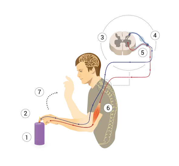 Img_arc_reflex_muda.svg.png