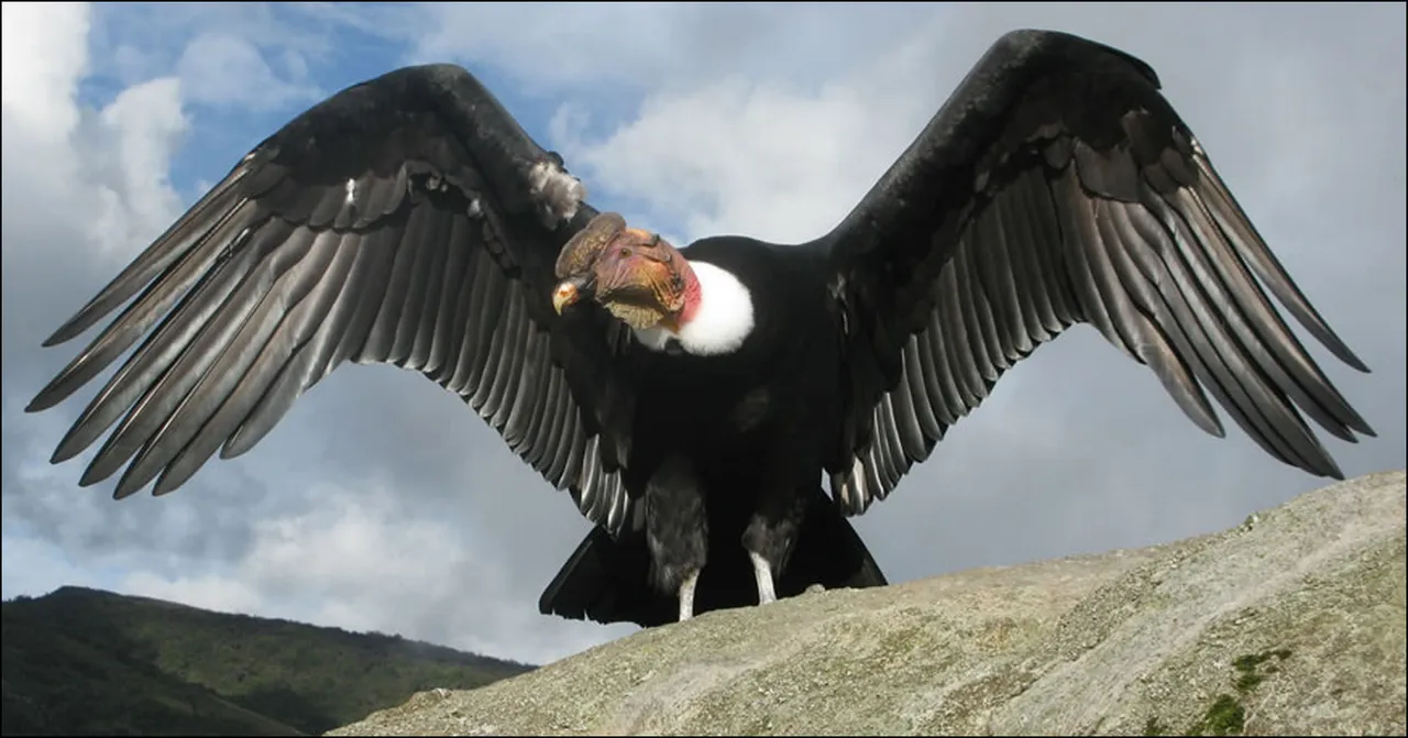 condor-de-los-andes 1.png