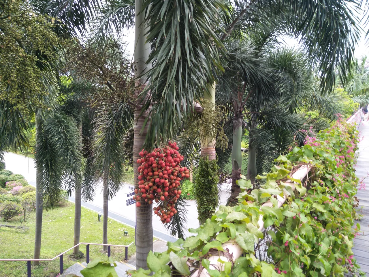 Christmas Tree palm.jpg
