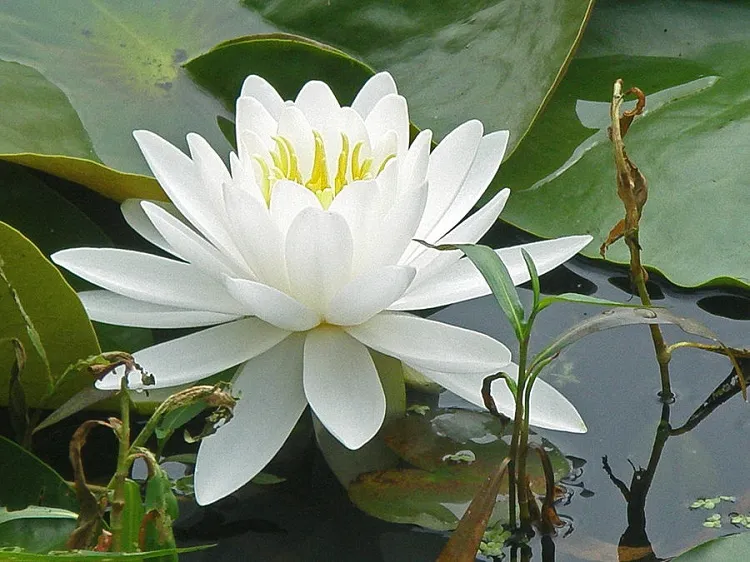 white-water-lily_8302-1.jpg