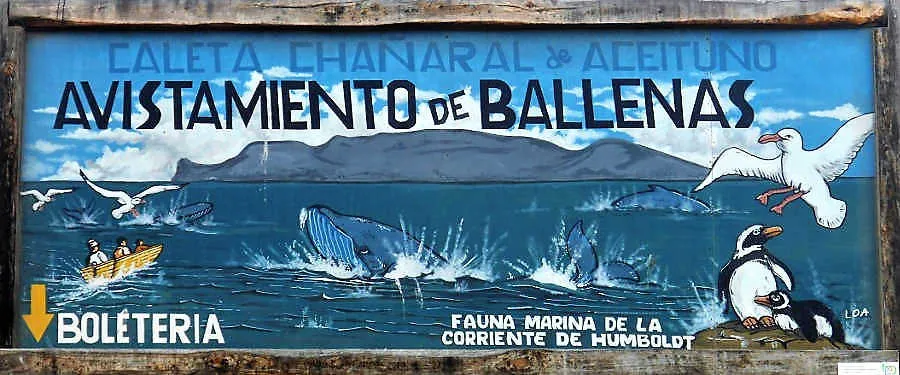 avistamiento ballenas.JPG