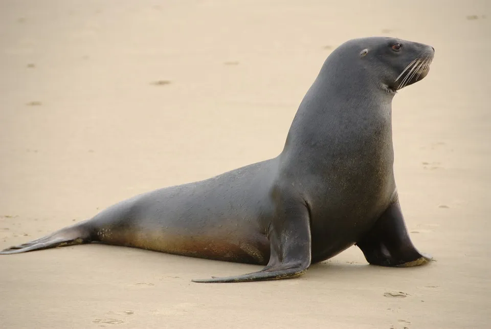 sea-lion-750115_960_720.jpg