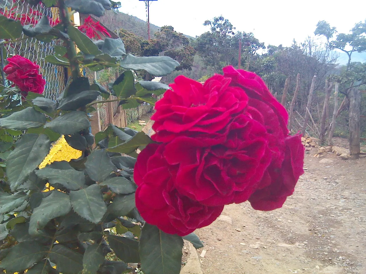 IMG_20151113_130346_300.jpg