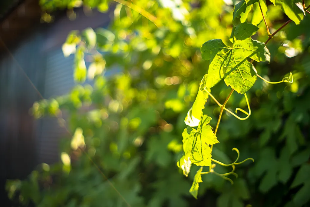 07-07-2018-grapes-06630.jpg