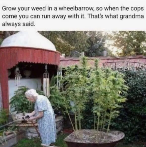 Weed in wheelbarrow.jpg