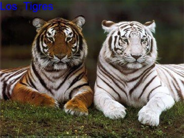 animales-salvajes-3-728.jpg