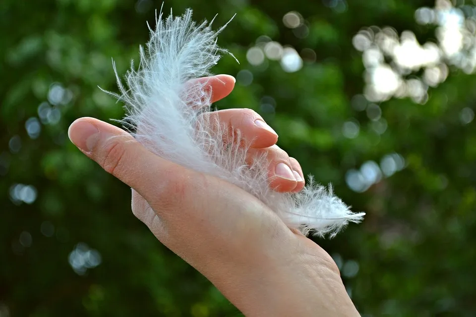 feather-1078424_960_720.jpg