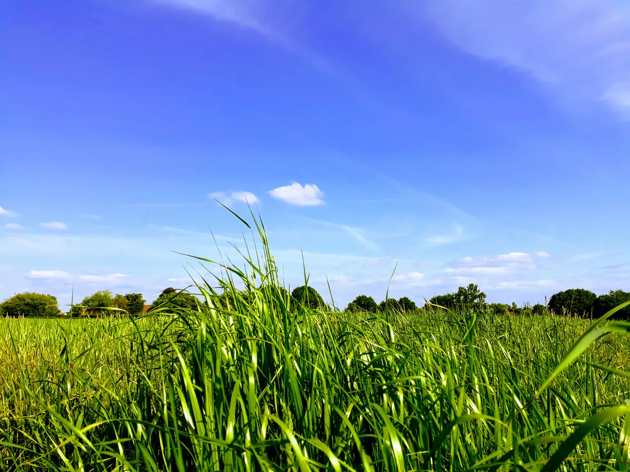 Freshness spring field