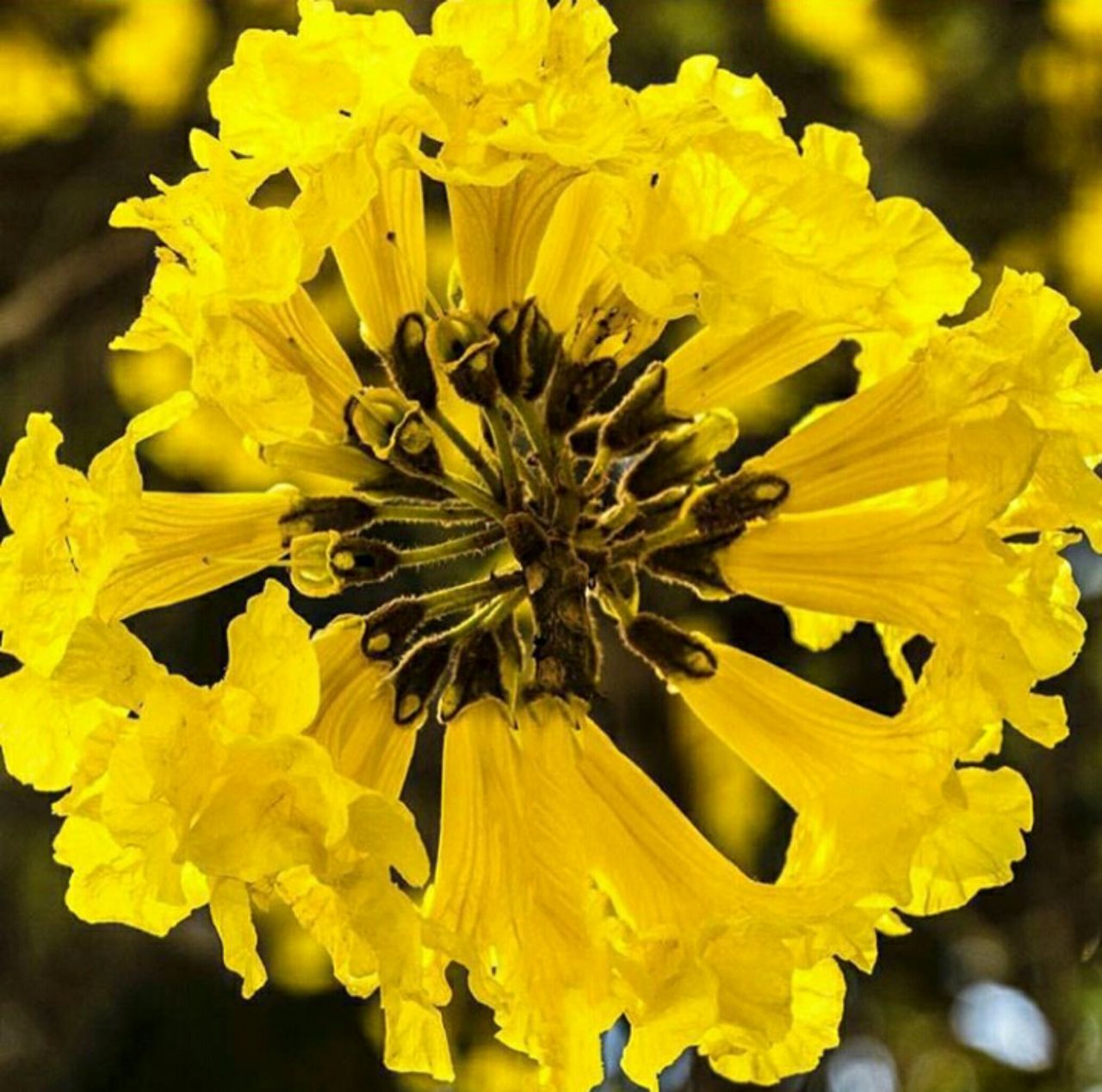 PhotoGrid_1531922204177.jpg