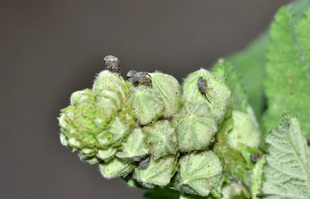 Hollyhock weevil Rhopalapion longirostre 7.jpg