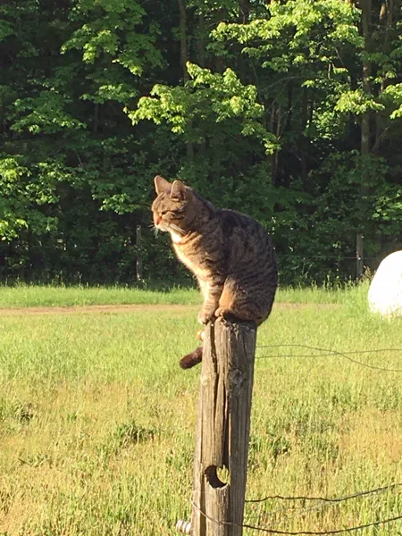 Lily on fencepost3 crop June 2020.jpg