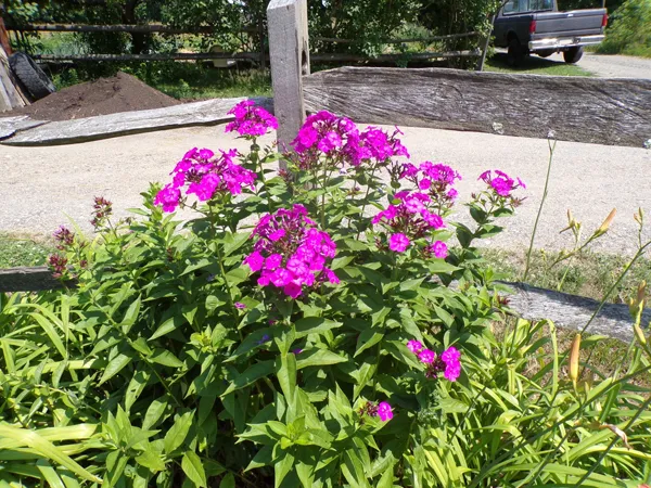 4th Fence  phlox crop July 2020.jpg