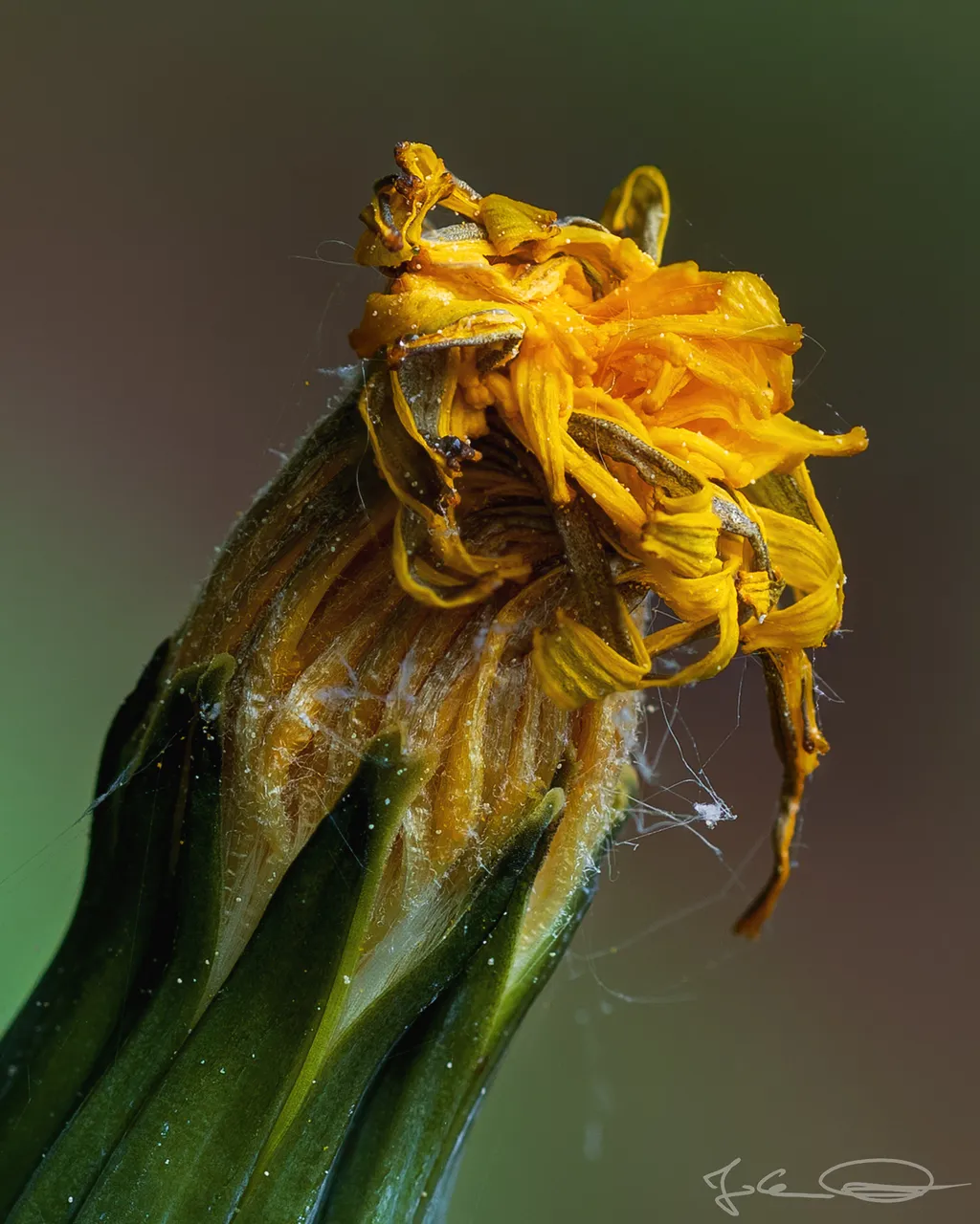 Dandelion - Taraxacum