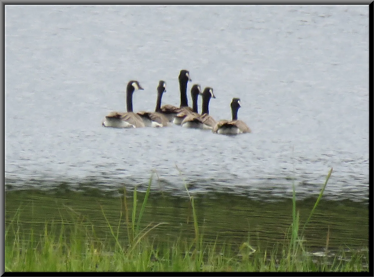 6 Canada Geese swimming in V formation.JPG