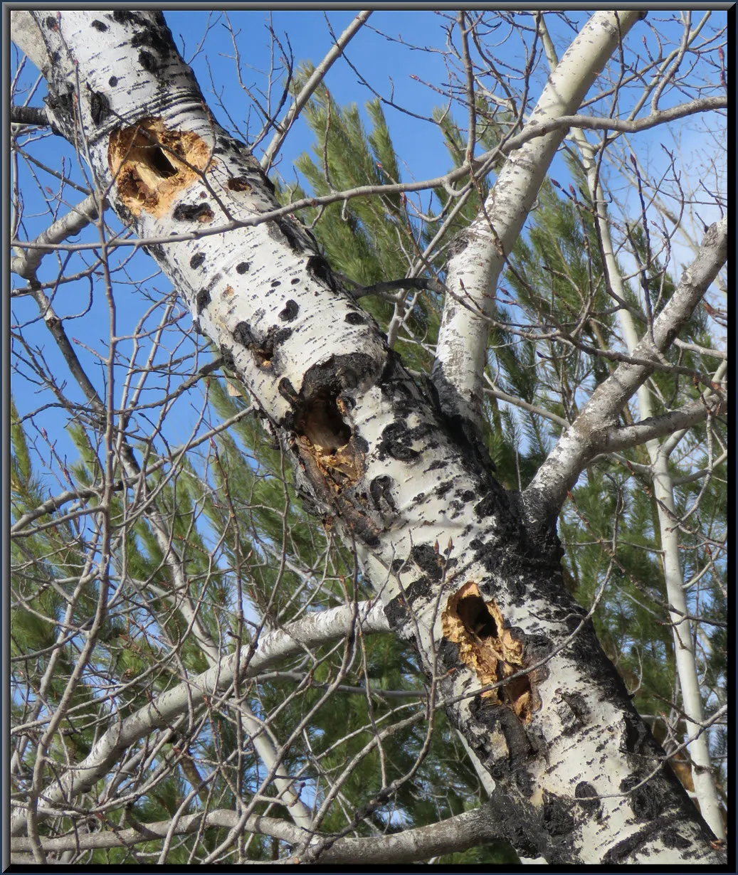 3 woodpecker holes in polar tree trunk.JPG