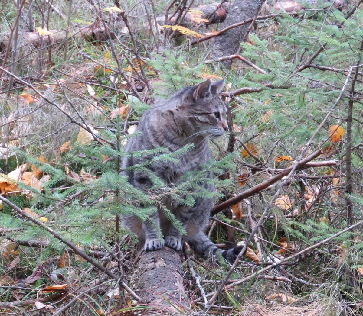 JJ on tree trunk among spruce branches.JPG
