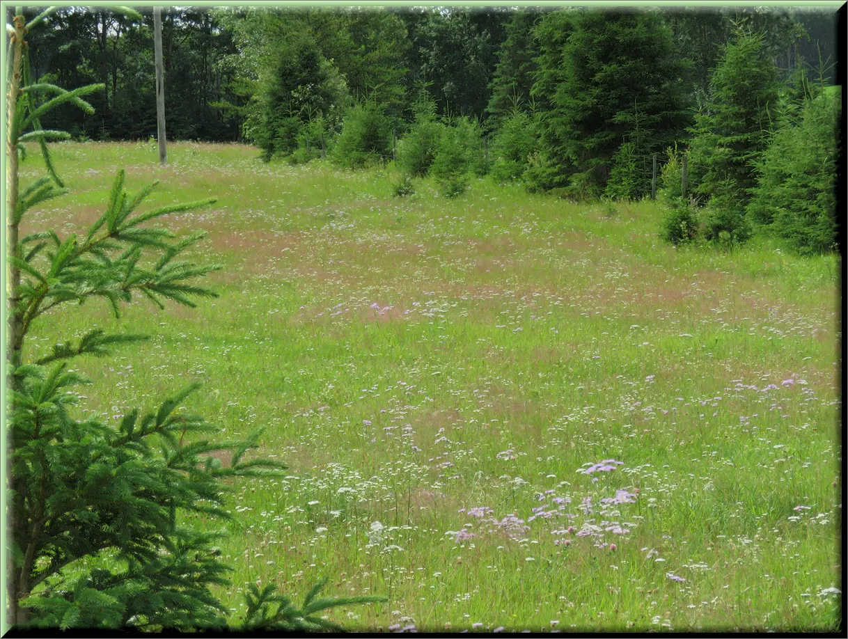 wildflowers among the spruce tree edges.JPG