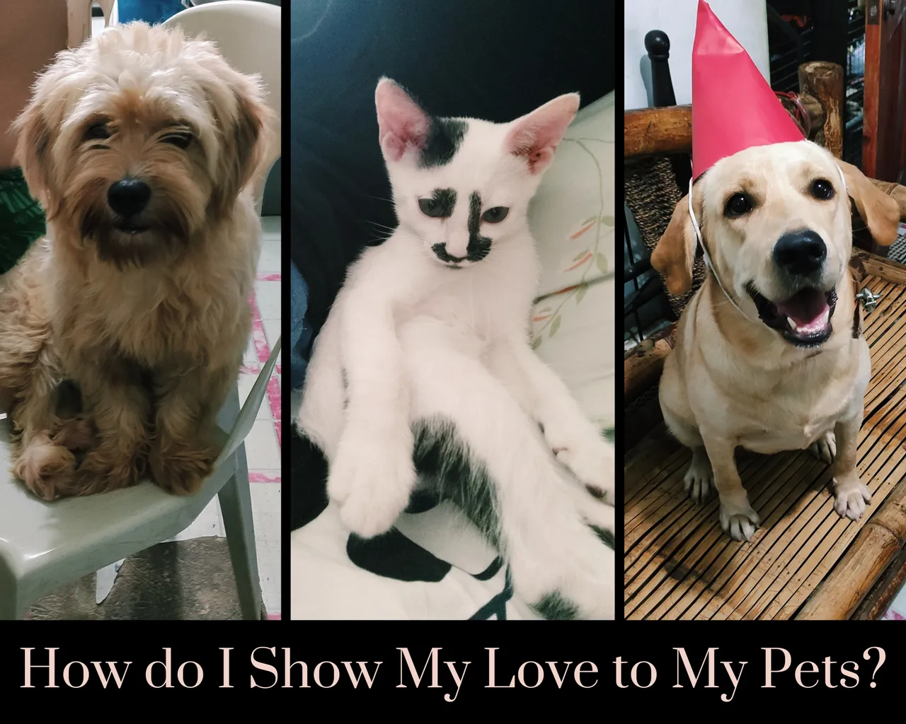 How do I Show My Love to My Pets_.png