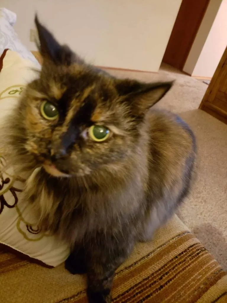 A cat sitting on a table