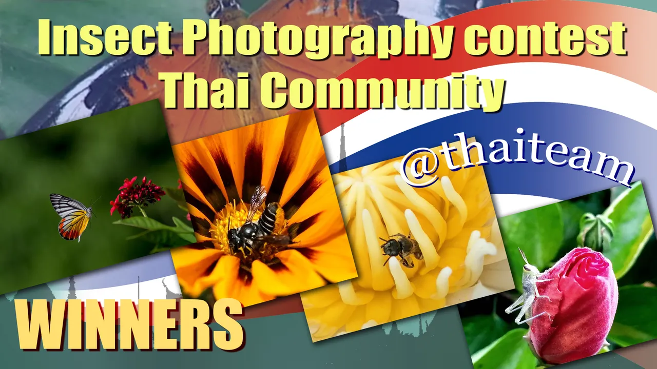 insect_photography_winners3.png