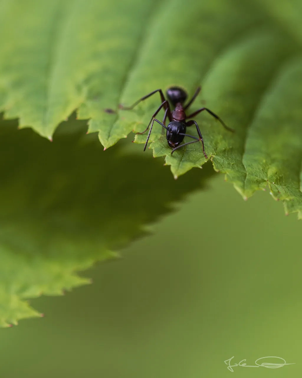 Formica - Wood Ant