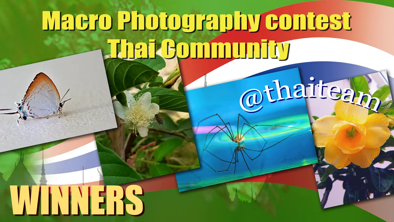 macro_photography_winners_1.png