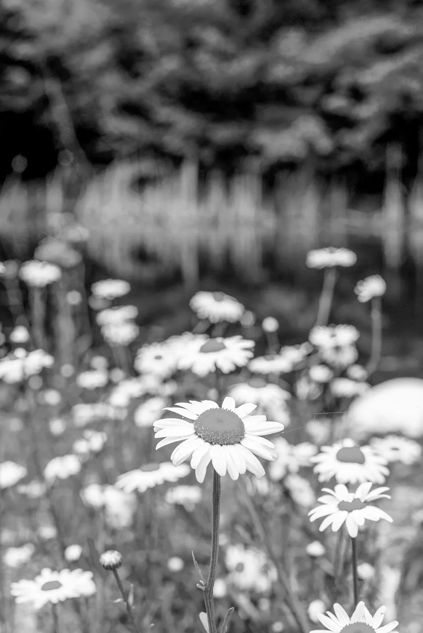 daisys_and_pond_reflections.jpg