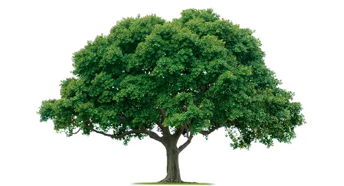 large_nature_tree_2000x1082.png