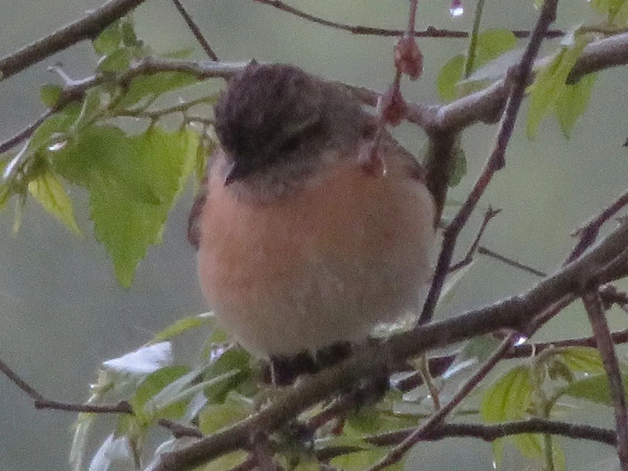 0109_femaleafricanstonechat.jpg