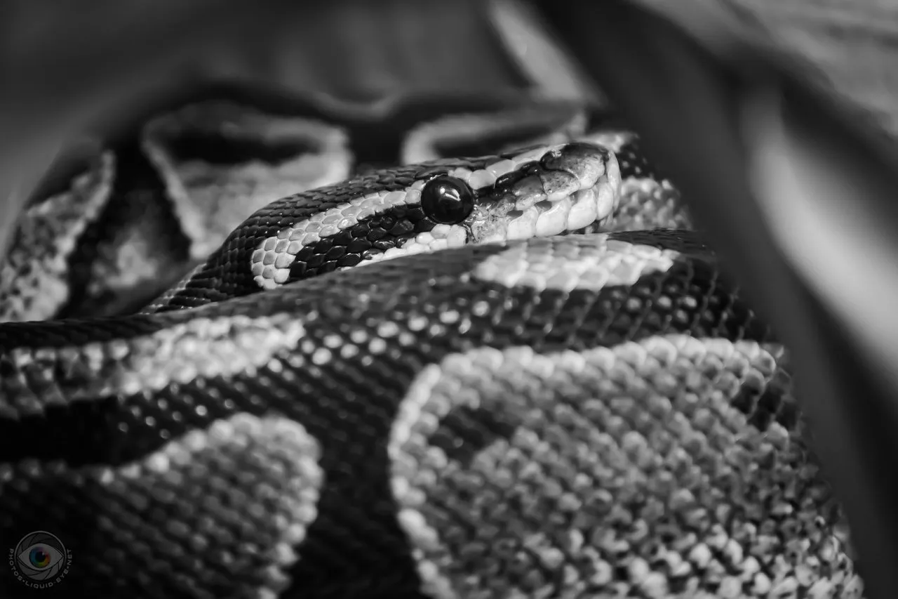 Snake Portrait