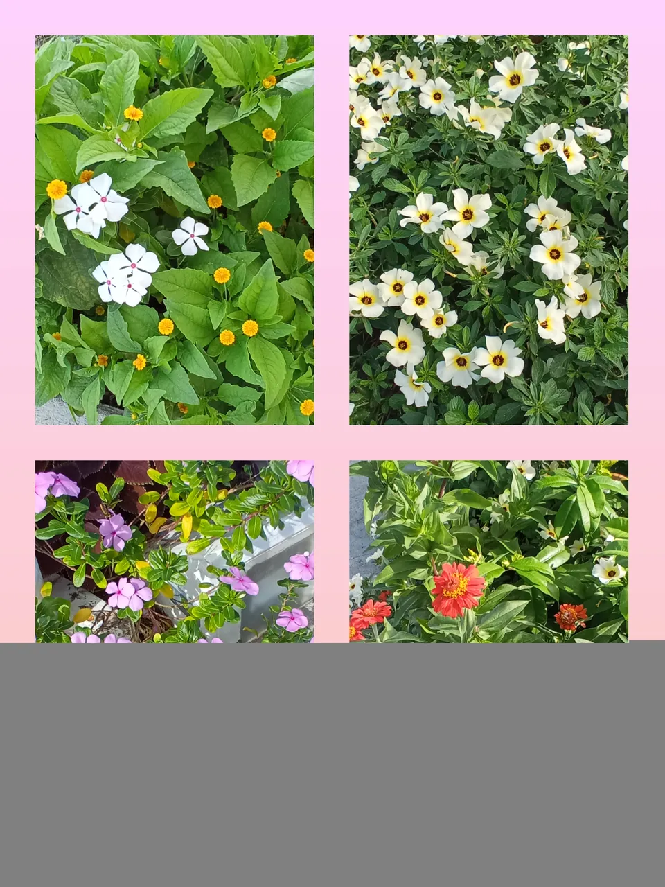 inCollage_20211206_210615707.jpg