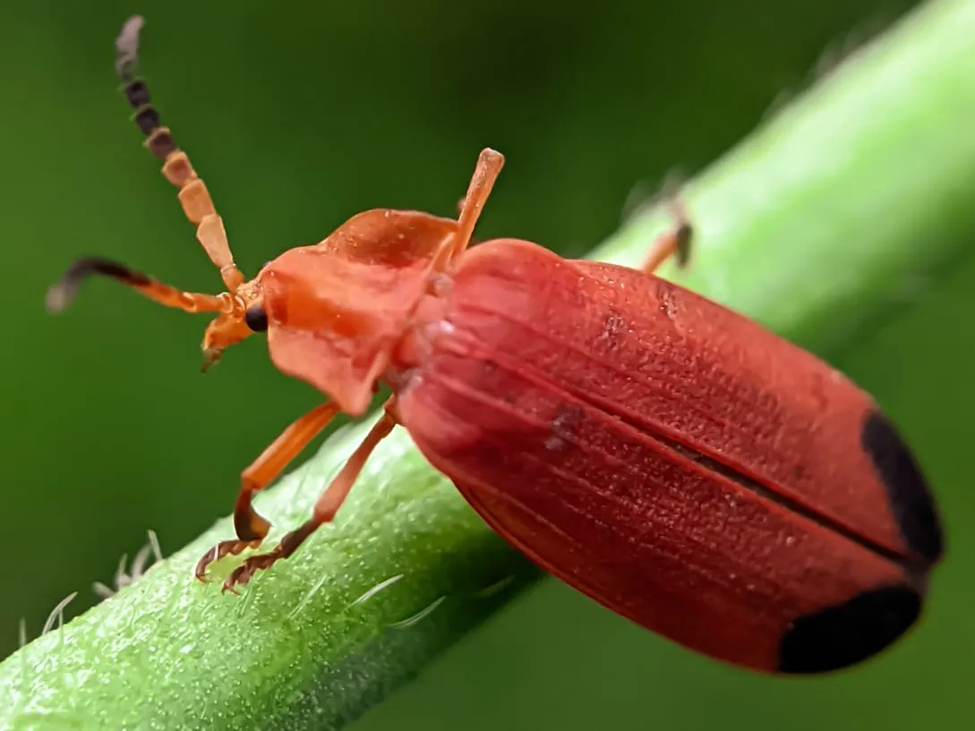 net winged beetle (6).jpeg