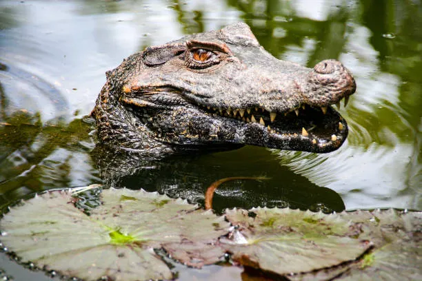 "Orinoco Verde cocodrimpi.jpg"