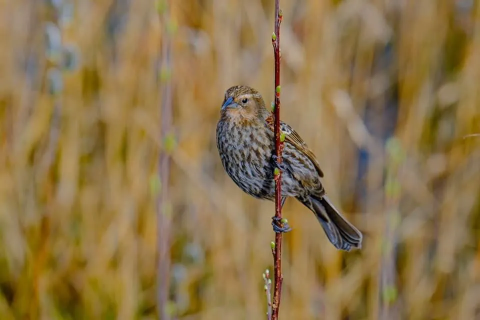 feather content 3 (12).jpg