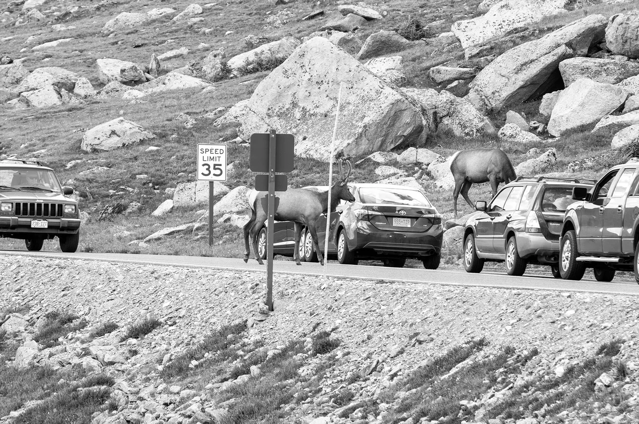 Alpine Elk in Road s.jpg